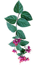 Red purple flowers with green leaves of tropical bleeding heart vine or bagflower (Clerodendrum spp.) the liana flowering vine plant from tropical west Africa - 750974063