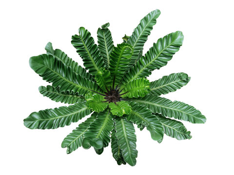 Top view of rare tropical foliage houseplant Bird&rsquo;s nest fern &lsquo;Cobra&rsquo; or Cobra plant (Asplenium nidus) with pleated or wavy green leaves