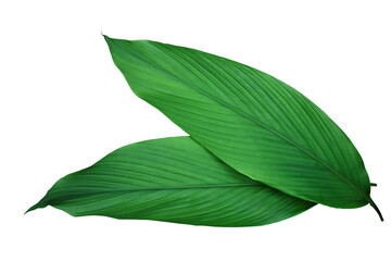 Green leaves of turmeric (Curcuma longa) ginger medicinal herbal plant