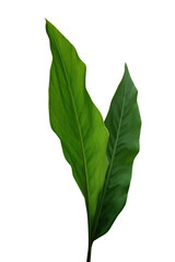 Green leaves of Galangal, tropical ginger medicinal herbal plant
