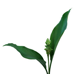 Siam Tulip green turmeric cut flower with leaves (Curcuma sp.) tropical ornamental plant