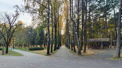The park has a tile path through a birch alley with yellowing foliage. Along the edges of the path are grass lawns with fallen leaves, trees, benches, gazebos and lampposts. Sunny autumn weather