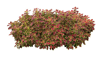 Deep red leaves with bright green yellow rim of tropical garden Coleus (painted nettle or poor man's croton) plant bush - 750974402