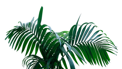 Dark green leaves of rainforest palm tree the tropical foliage plant - 750974443