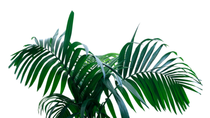 Dark green leaves of rainforest palm tree the tropical foliage plant