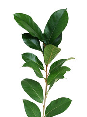 Dark green leaves wild fig tree young plant (Ficus species) the tropical rainforest tree