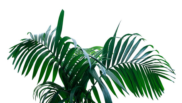 Dark green leaves of rainforest palm tree the tropical foliage plant