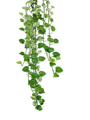 Hanging pothos or devil's ivy vines liana plant with green and variegated leaves (Epipremnum aureum ‘Marble Queen Pothos’), tropical foliage houseplant - 750974638