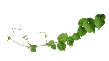 Twisted jungle vines liana plant Cowslip creeper vine (Telosma cordata) with heart shaped green...