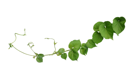 Twisted jungle vines liana plant Cowslip creeper vine (Telosma cordata) with heart shaped green leaves and flowers