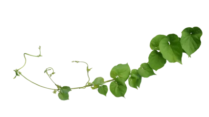 Foto op Canvas Twisted jungle vines liana plant Cowslip creeper vine (Telosma cordata) with heart shaped green leaves and flowers © Chansom Pantip