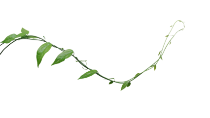 Twisted jungle vines climbing plant, green leaves vines of Tiliacora triandra medicinal plant native to Southeast Asia.