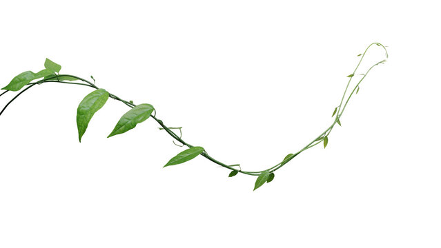 Twisted jungle vines climbing plant, green leaves vines of Tiliacora triandra medicinal plant native to Southeast Asia.