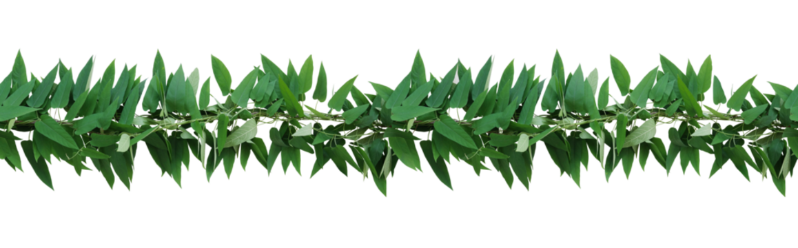 Horizontal seamless nature border with green leaves twisted vines ivy plant, bunch of skunkvine or Chinese fever vine tropical forest plant