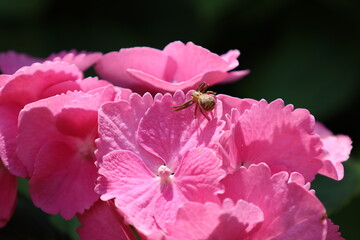 beautiful and vibrant pink flowers closeup