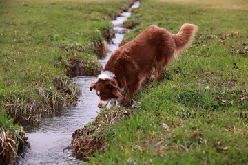 A brown dog is drinking water from a stream - 750977647