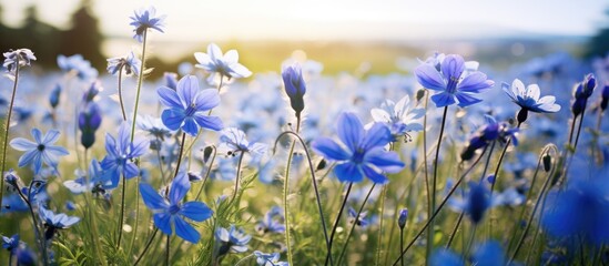 A field in Denmark is covered with beautiful blue flowers, creating a stunning contrast against the clear blue sky. The flowers are in full bloom, swaying gently in the breeze under the bright