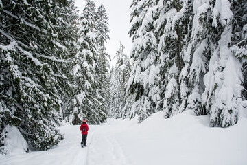 winter snowshoe hiking in the mountains in snowy forest