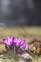A purple flower with a green stem is in the foreground of a grassy field - 750979880