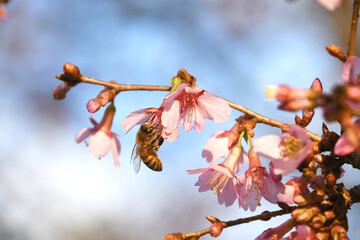 Honey Bee gathering nectar from a flowering cherry tree with pink pastel blossoms in the spring