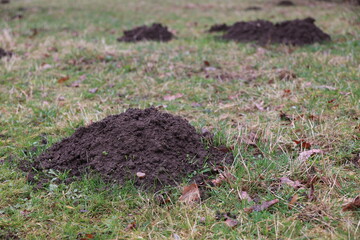 A pile of dirt is on the grass - 750984033
