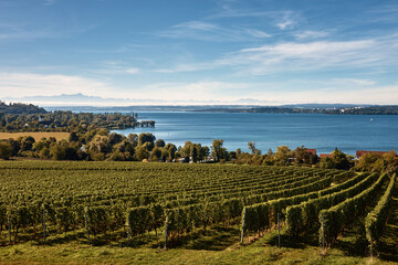 Bodensee Panorama: Alps on the Horizon, Vineyards, and Pastoral Beauty. Alpine Horizon: Bodensee,...