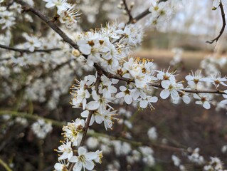 Blossoms of a Blackthorn tree (Prunus spinosa) in spring