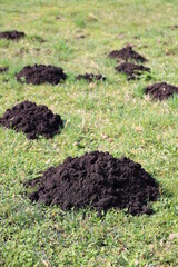 A bunch of dirt mounds are scattered across a field - 750984607