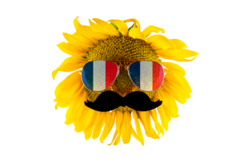 Sunflower with a mustache and glasses in the form of the flag of France (close-up) on a transparent background. The largest producer of vegetable oil