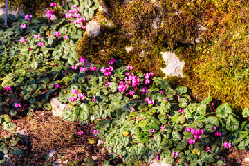 Pink cyclamen flowers in the garden