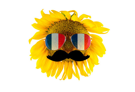 Sunflower with a mustache and glasses in the form of the flag of France (close-up) on a transparent background. The largest producer of vegetable oil