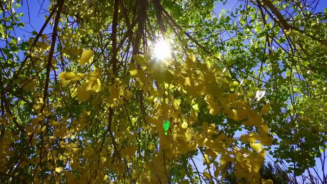Sun glinting through golden cottonwood tree leaves in autumn. Sun flares as tree foliage blows in the fall wind.