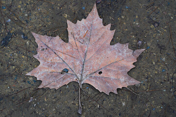 Withered maple leaf on the ground