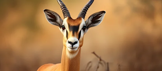 Foto op Canvas A majestic antelope is standing in a field of dry grass, displaying its graceful presence in its natural habitat. The antelopes elegant stature contrasts against the golden landscape. © AkuAku