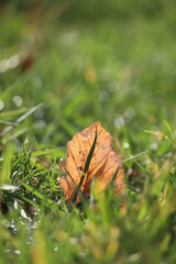 A leaf is laying on the grass in the sun - 750988277