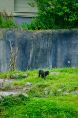 Celebes Crested Macaque playing in Zoo alone