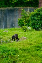 Celebes Crested Macaque playing in Zoo alone
