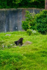 Celebes Crested Macaque playing in Zoo alone