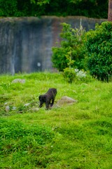Celebes Crested Macaque playing in Zoo alone