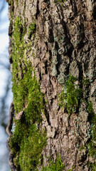 baum holz natur baumstamm