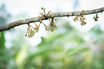 durian flower growing from emergence.,Durian flowers are growing from the branches of the durian.