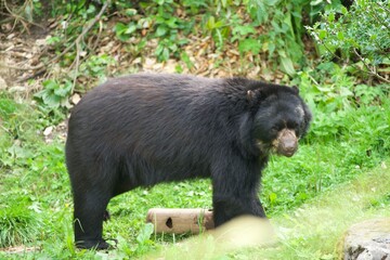 Bear in forest