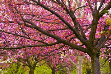 Cherry blossom tree branch in the park