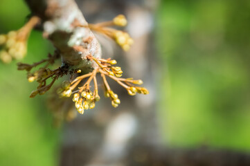 durian flower growing from emergence.,Durian flowers are growing from the branches of the durian.