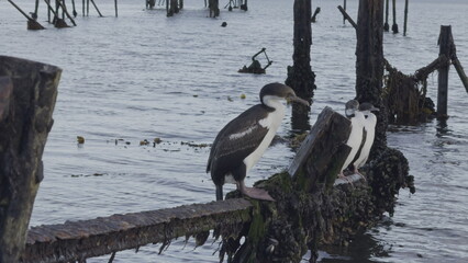 Emperor Cormorant Pecking Wooden Pier as Others Rest