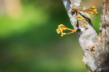 durian flower growing from emergence.,Durian flowers are growing from the branches of the durian.