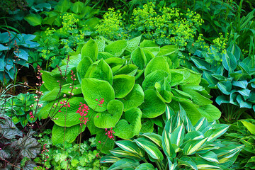 Cienista rabata w ogrodzie z  różnymi odmianami host o ozdobnych liściach w kolorach zielonym, niebieskim, niebiesko - białym, w towarzystwie żurawek i  oraz delikatnych kwiatów żółtego przywrotnika 