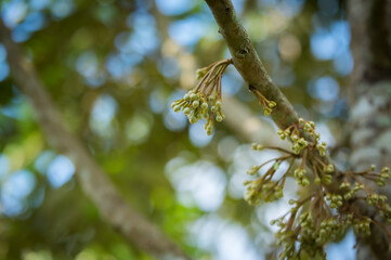 durian flower growing from emergence.,Durian flowers are growing from the branches of the durian.