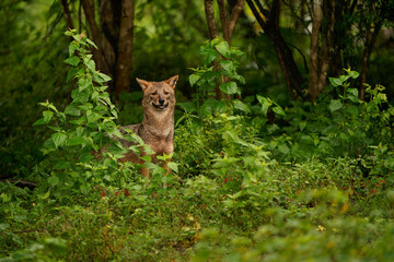 Golden Sri Lankan or Southern Indian Jackal - Canis aureus naria, subspecies of golden jackal native to southern India and Sri Lanka,  wolf-like canid native to Eurasia, pale creamy yellow jacket