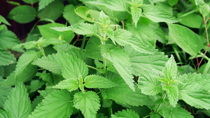 Green nettle, natural herbal background
